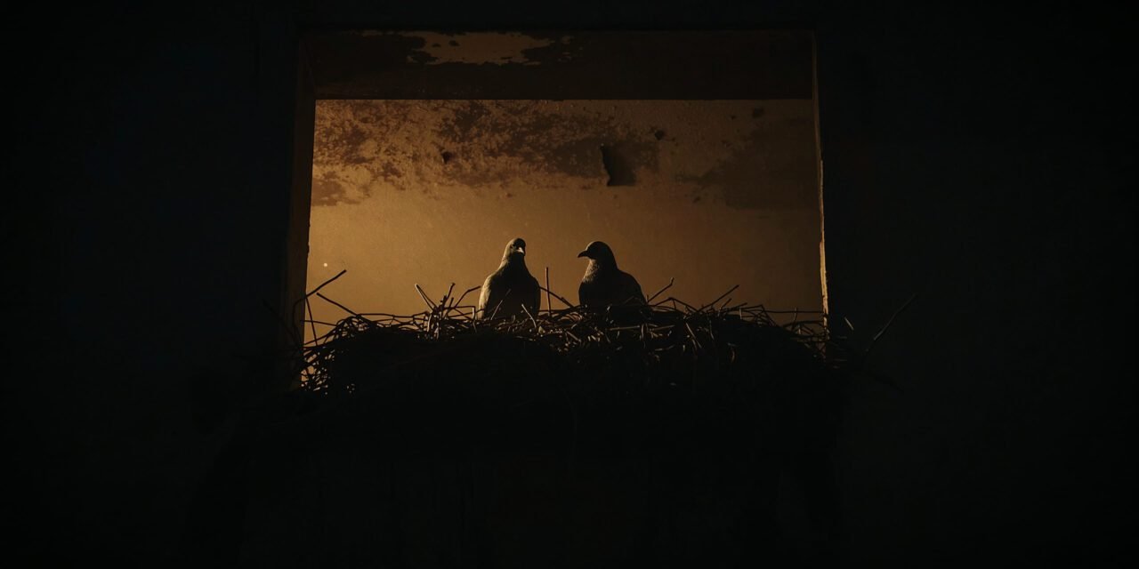 鴿子在家築巢怎麼辦？風水影響與解決方案全攻略